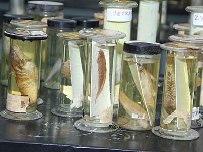 Zoology Lab Image 2
